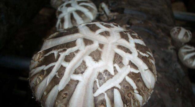 滅菌用蒸汽發(fā)生器