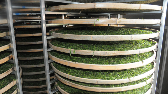 綠茶加工專用蒸汽發(fā)生器