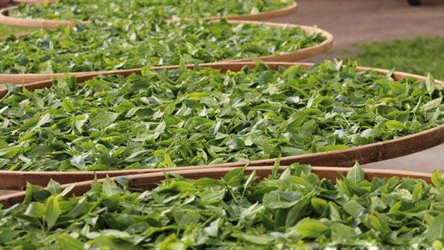 茶葉烘干蒸汽發(fā)生器